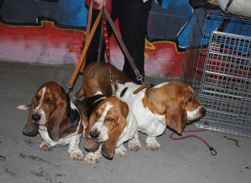 B-hound, Elliot, Fernand B-hound, Elliot, Fernand